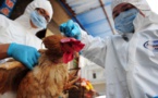 H7N9 epidemic is in decline: health authority
