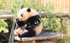 Panda Chulina completes first outdoor debut in Madrid