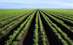 Pour une approche genre dans les investissements en Afrique : combler l'écart entre les sexes dans l'agroalimentaire
