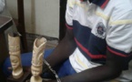 Cameroun: Un trafiquant d’ivoires arrêté à Yaoundé