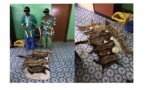 Deux individus arrêtés avec des pointes d'ivoires et des peaux d'espèces protégées au Togo