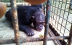Cameroun /Douala: un réseau de trafic de chimpanzés démantelé