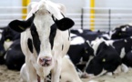 Le Qatar importe des vaches par voie aérienne