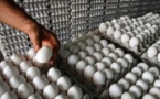 Les œufs importés de l’Europe en Centrafrique par les libanais, un danger pour la santé alimentaire
