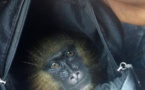 Cameroun : Un bébé mandrill sauvé à Yaoundé