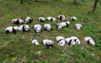 So Cute! 36 New-born Panda Cubs Debut in SW China