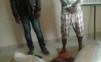 Cameroun/Ebolowa : Deux trafiquants d'écailles de pangolins arrêtés