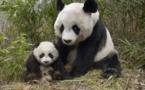 Commentary: China’s giant pandas bring more than joy to world