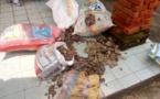 Cameroun/Douala : Trois trafiquants arrêtés avec des écailles de pangolin