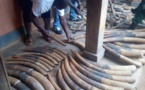 Cameroun/Djoum:  Deux trafiquants fauniques aux arrêts