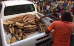 Côte d’Ivoire/criminalité faunique : Un Vietnamien arrêté à Abidjan