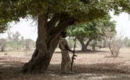 Nigeria: l'armée libère des lycéennes enlevées par Boko Haram