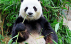 Why do giant pandas prefer bamboo to meat?