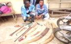 Cameroun : Deux trafiquants fauniques aux arrêts à Ebolowa
