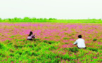 China’s pilot crop rotation and fallow systems to facilitate green agriculture