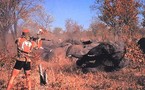 Tchad : Le massacre des éléphants continu, les autorités impuissantes