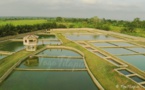 Togo : Le Gouvernement interdit l’importation de tilapia et rassure sur la qualité de la production locale