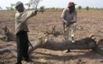 Production du charbon de bois, source d’une désertification avancée et de destruction du parc de la Kéran