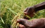 Domaine agricole : Le Tchad et la Suisse font un pas en avant