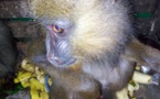 Cameroun : Deux mandrills sauvés à Ambam