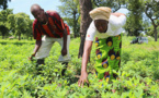 Tchad : les autorités promettent des investissements conséquents pour l'agriculture