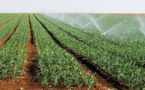 L'agriculture peut stimuler la croissance économique, révèle un rapport de l'African Centre for Economic Transformation