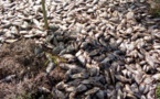 Le gouvernement togolais sonne l’alerte contre les poissons en provenance du Bénin