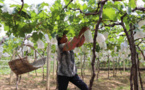 Sci-tech commissioner system helps villagers shake off poverty 