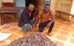 Cameroun : des trafiquants fauniques arrêtés à Doume
