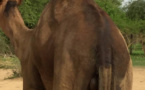 Quand un dromadaire mâle est en rut