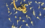 Tchad : une redoutable espèce de scorpion tuée dans la région de l'Ennedi