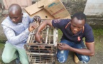 Cameroun: Deux trafiquants de chimpanzés arrêtés à Douala