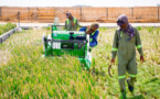 Dubai plans to expand Chinese saltwater rice into Arab world, Africa