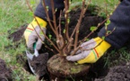 Côte d’Ivoire/Projet écologique : Un géant de l’industrie agro-alimentaire offre 500 plants d’arbres au maire de Cocody