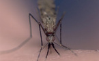 Comment faire pour briser la résistance  des vecteurs de paludisme ?