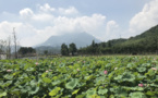 A green path to wealth: ecological economy booms in Chinese villages