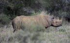Tchad : des rhinocéros introduits à Zakouma n'ont pas pu s'adapter à leur nouvel environnement