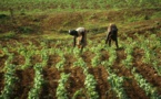 Le programme de productivité agricole en Afrique de l’Ouest s’autoévalue