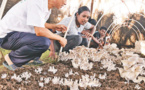 China’s Juncao technology assists poverty alleviation in Pacific island countries