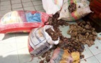 Cameroun : Trois trafiquants fauniques au tribunal à Douala