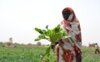 Tchad : "périodes obscures pour le Batha dans tous les secteurs liés à l'alimentation"