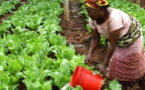 Le Tchad fait le pari d'accroitre annuellement de 10% sa production agricole