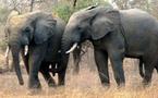 Tchad/Trafic d'ivoire : 20 éléphants tués et un soldat abbatu par les braconniers