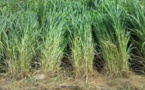 Tchad : l'armée se lance dans l'agriculture à Djarmaya