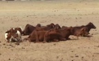 Tchad : les éleveurs appelés à vacciner le bétail