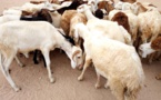 Tchad : la maitrise du secteur de l'élevage pour renforcer l'économie