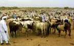 Tchad : la santé animale, une préoccupation de l’heure