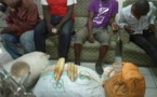 Douala :  Quatre trafiquants fauniques aux arrêts