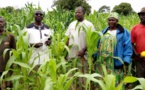 Tchad : des kits agricoles offerts pour renforcer l'économie au Mandoul
