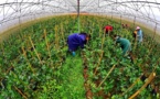Supply-side reform helps Chinese farmers locate target markets